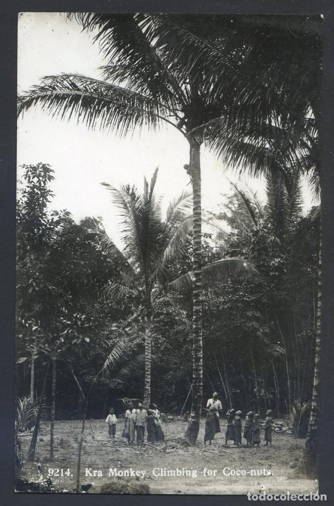 Postais: Malaysia. *Kra Monkey Climbing for Coco-nuts* RP. Nueva.