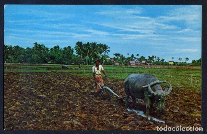 Postais: Malaysia. Melaka. *Malacca. Raking a Padi Field* Circulada 1973.