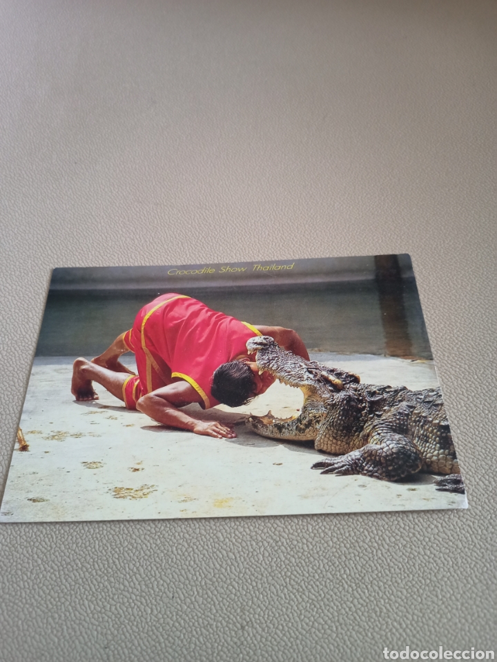 Postales: Postal.Crocodile Show Tailandia. - Foto 2