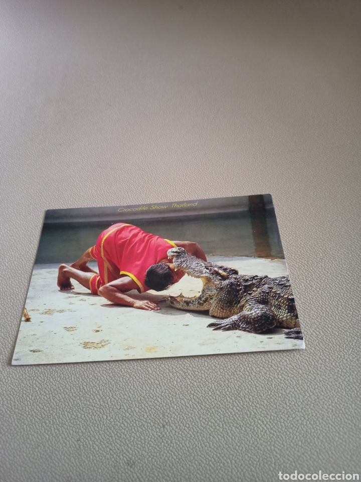 Postales: Postal.Crocodile Show Tailandia. - Foto 1
