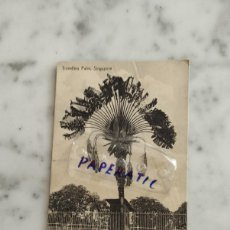 Postales: POST CARD TRAVELLERS PALM SINGAPORE AÑO 1923