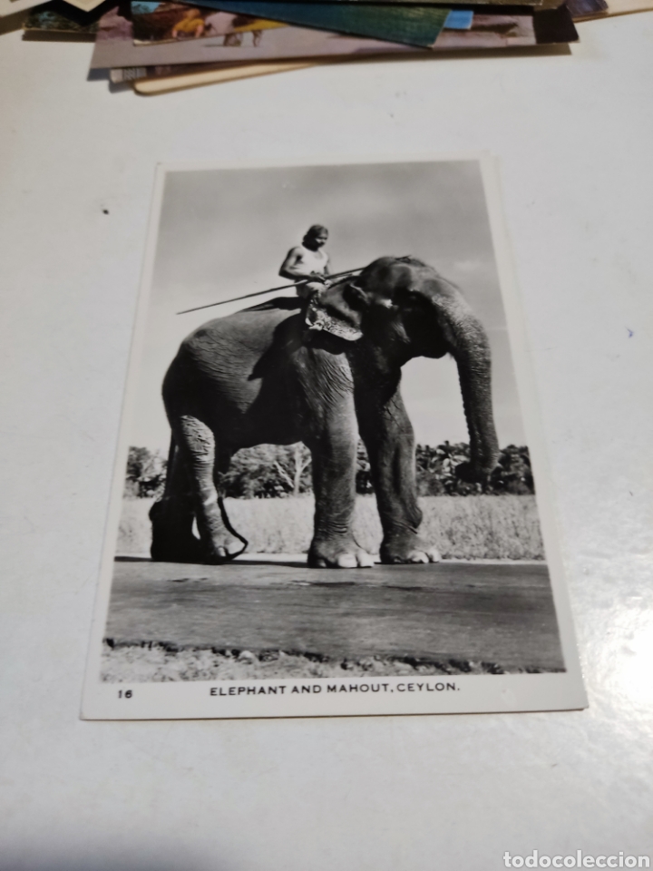 Postales: Postal elefante y Mahout,ceylan - Foto 1