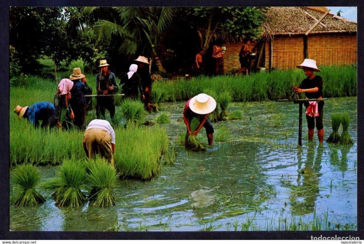 Cartoline: Tailandia. *Cultivation of the rice...* Escrita.