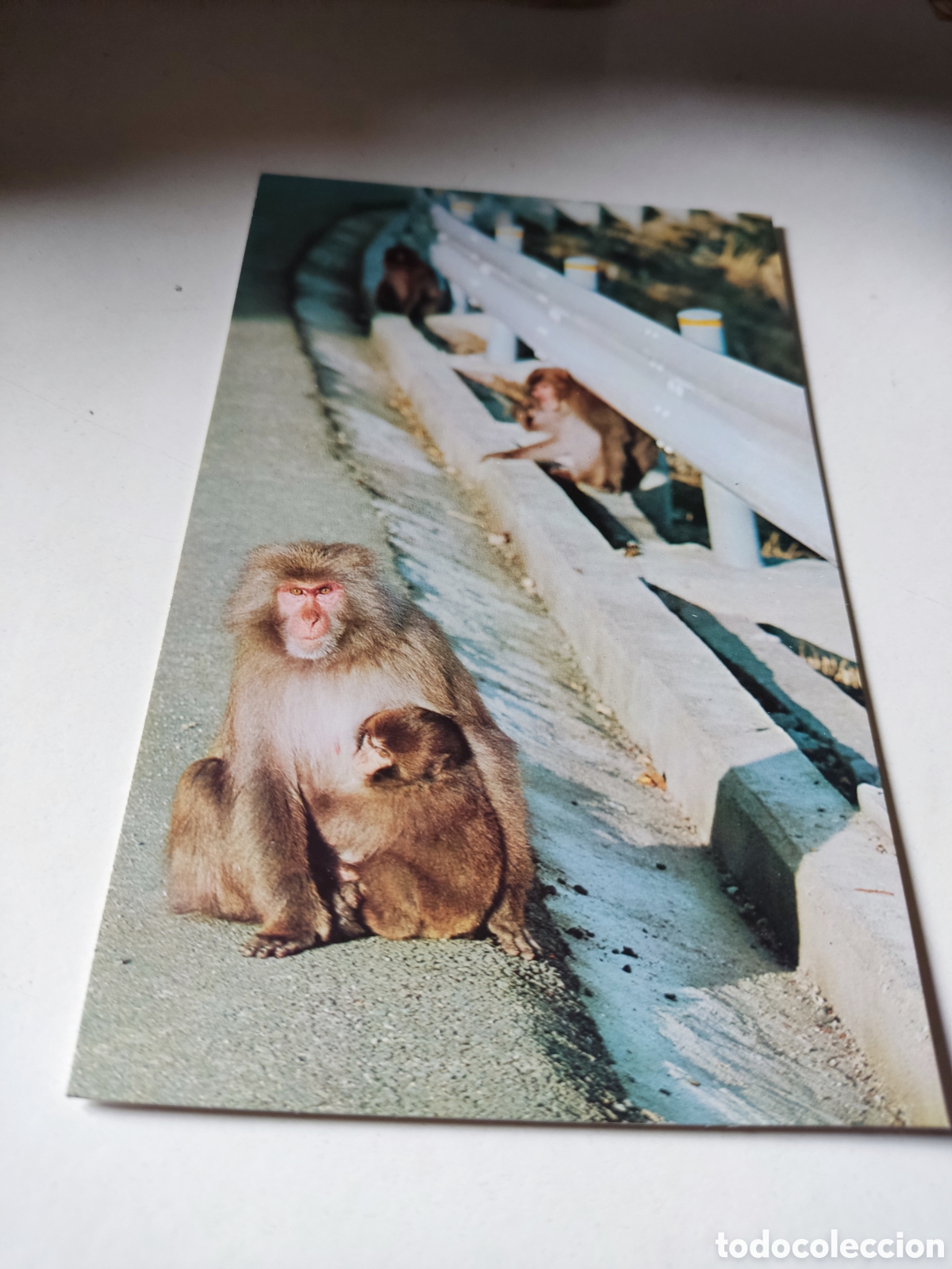 Postales: Postal Jap&oacute;n monos - Foto 1