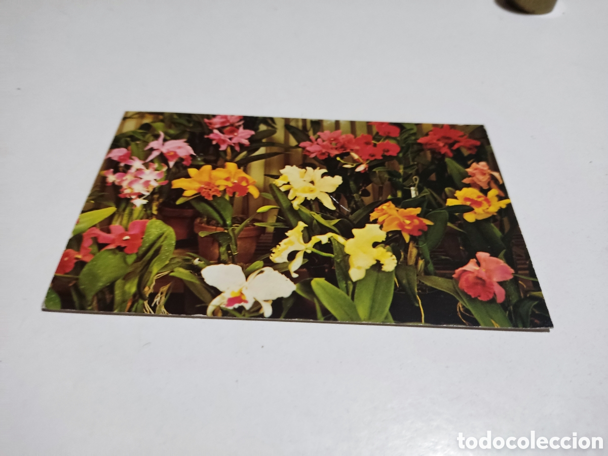 Postales: Postal Singapur flores - Foto 1