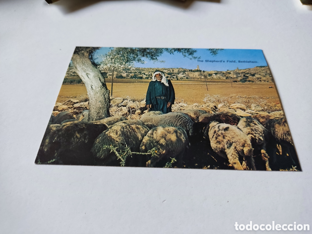 Postales: Postal Bethlehem pastor ovejas - Foto 1