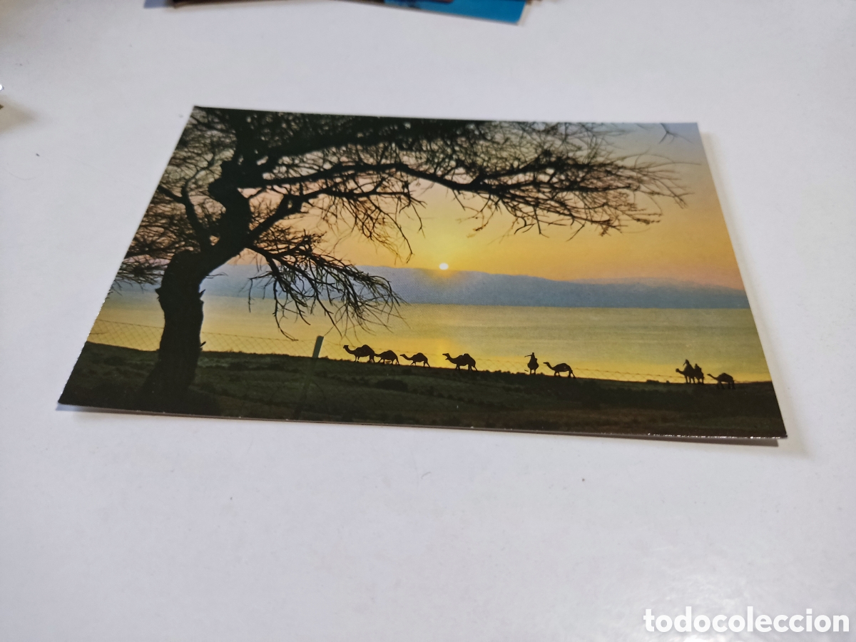 Postales: Postal Israel camellos - Foto 1