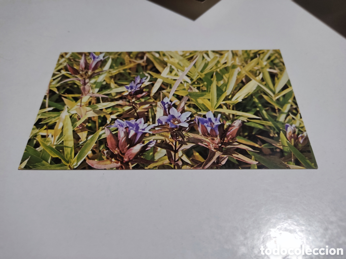 Postales: Postal Jap&oacute;n flores - Foto 1