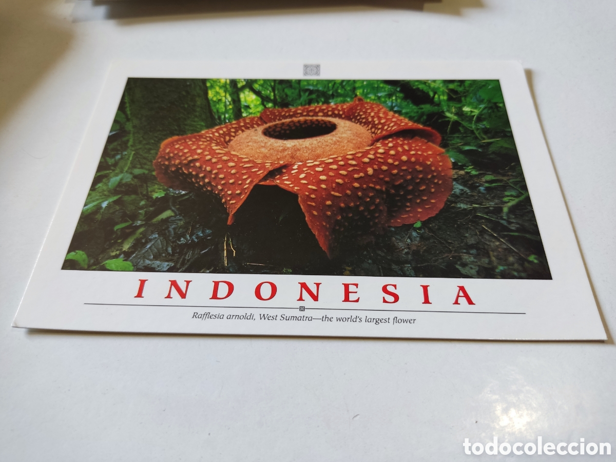 Postales: Postal Indonesia - Foto 1