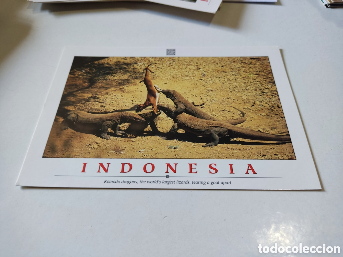 Postales: Postal Indonesia dragones de comodo - Foto 1