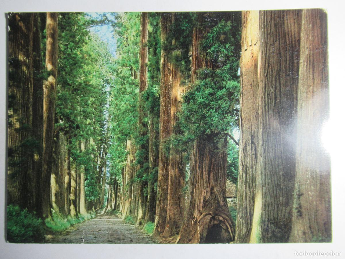 Postales: Postal China - Cryptomeria Avenue - Foto 1