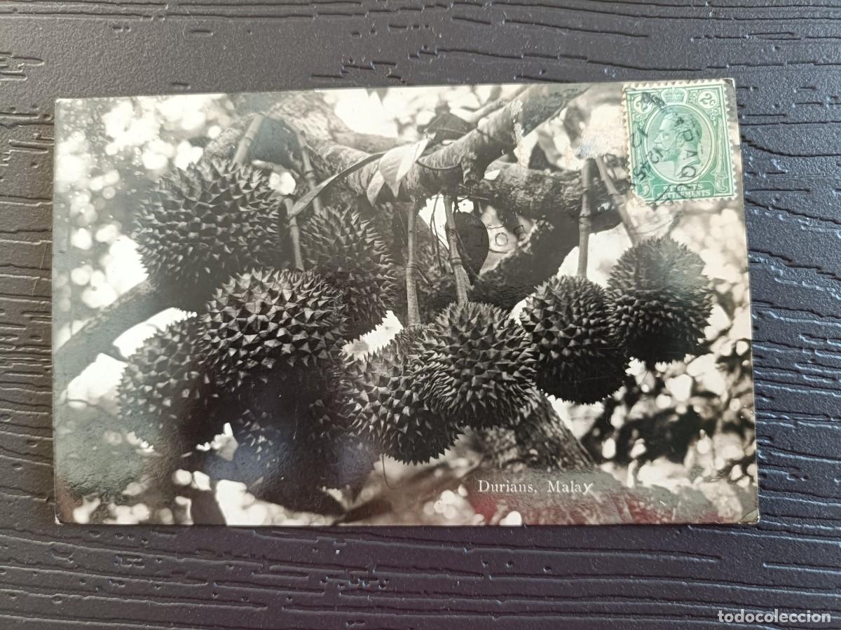 Postales: SRN POSTAL - DURIANS MALAY - SINGAPORE - Foto 1