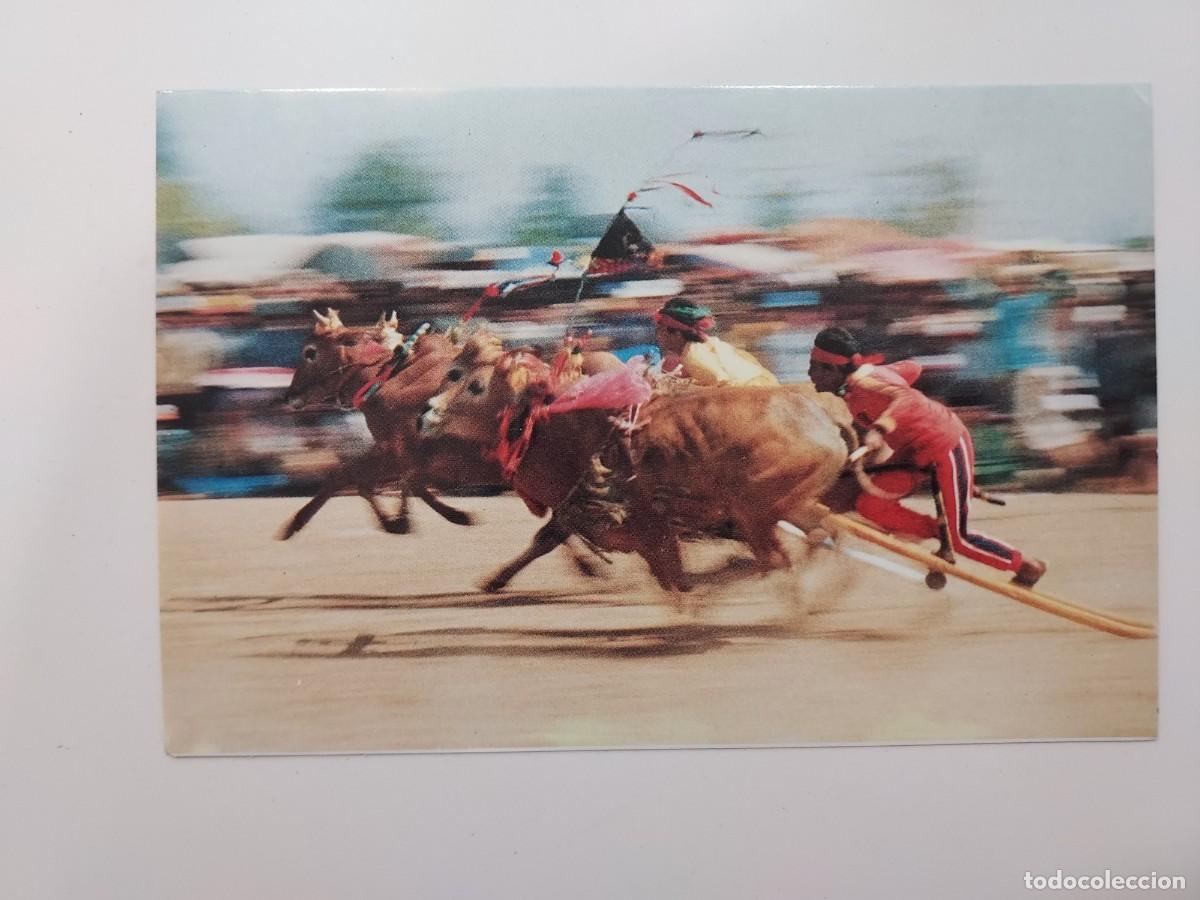 Postales: POSTAL INDONESIA ISLA MADURA JAVA DEL ESTE KERAPAN CORRIDA DE TOROS. SIN CIRCULAR - Foto 1