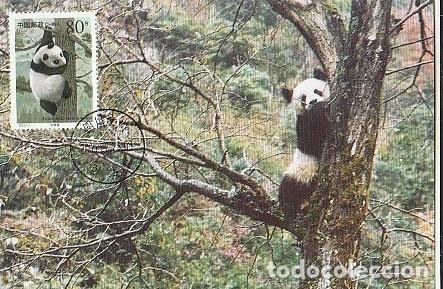 Postales: China Y Maxima, Panda Gigante 2000 (6689) - Foto 1