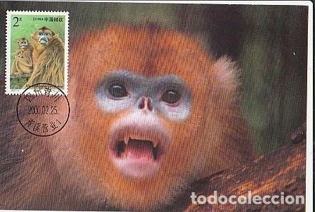 Postales: China Y Maxima, Mono Dorado 2000 (6688) - Foto 1