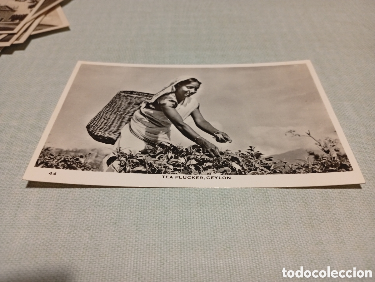 Postales: Postal Ceylan mujer recolectando t&eacute; - Foto 1