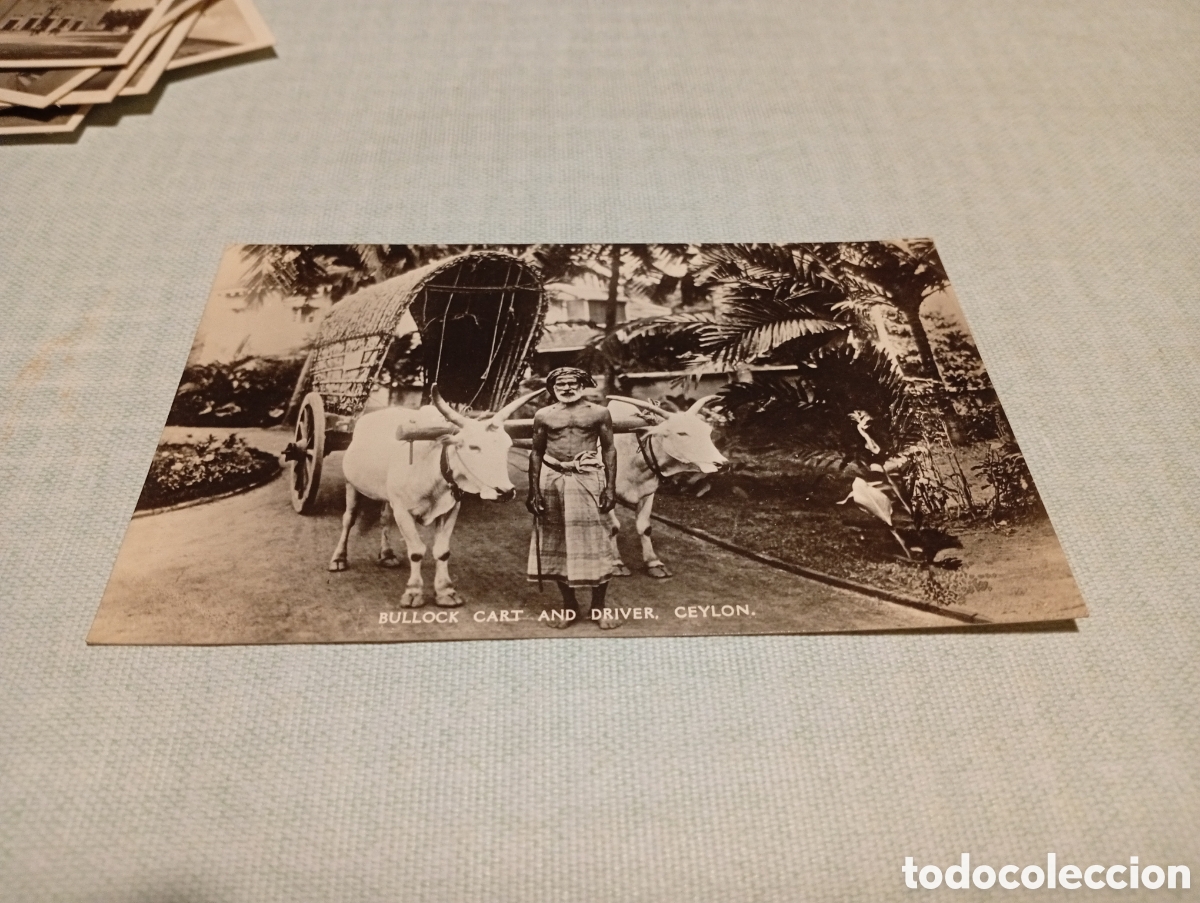 Postales: Postal carro de bueyes,y conductor, Ceylan - Foto 1