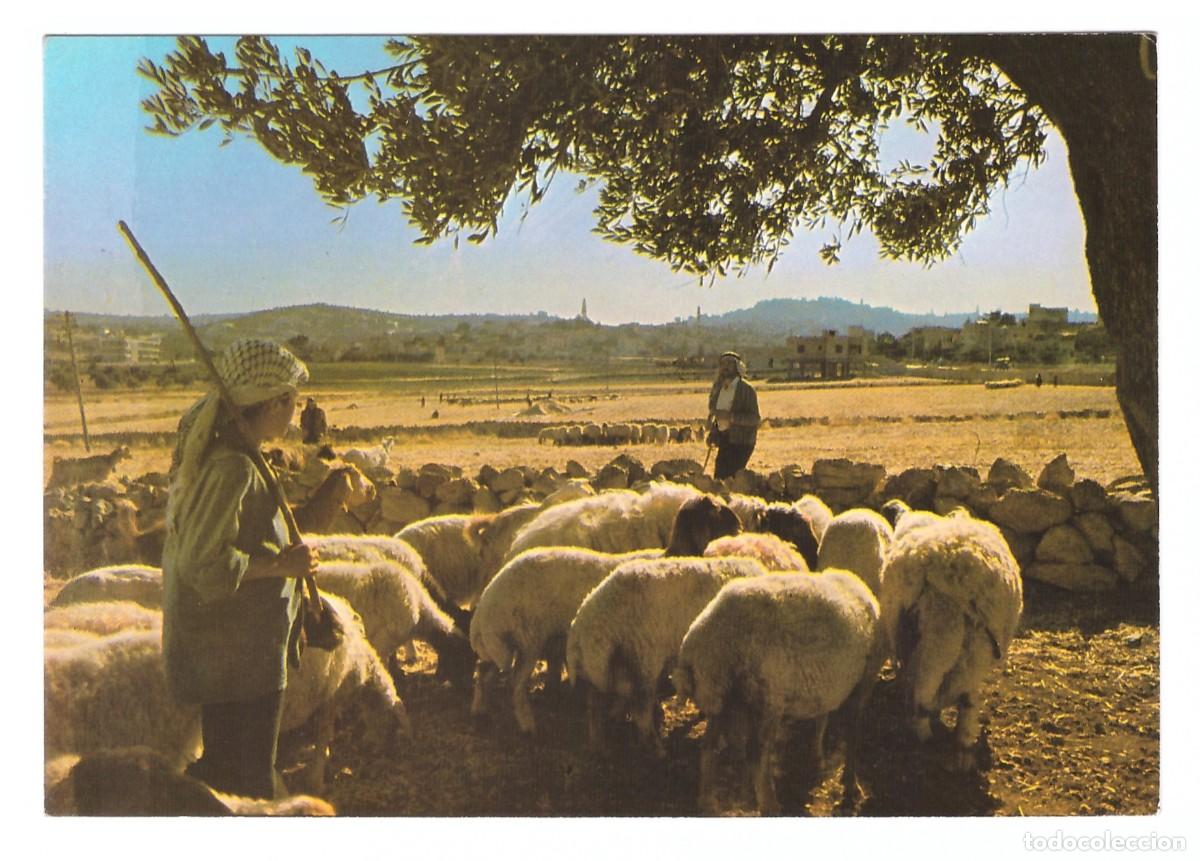 Postales: PALESTINE. BETHLEHEM. SHEPHERDS FIELD. - Foto 1