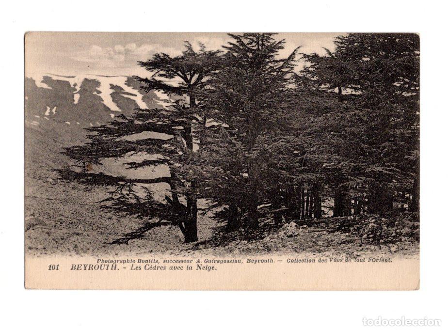Postales: BEIRUT.- CEDROS CON NIEVE. - Foto 1