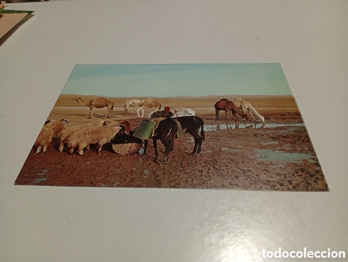 Postales: Postal judean desert - Foto 1