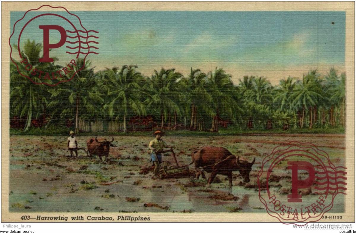Postales: PHILIPPINES HARROWING WITH CARABAO - Foto 1