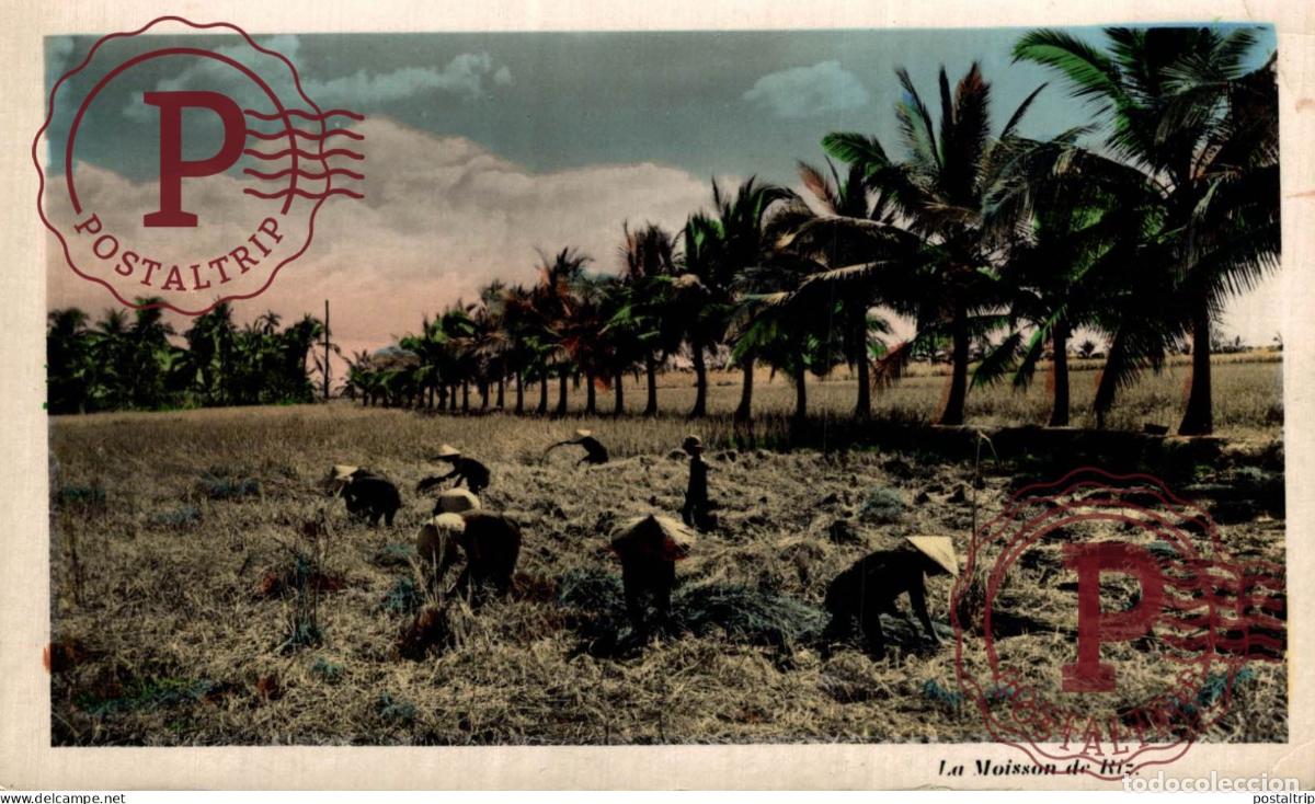 Postales: VIETNAM. SAIGON . la moisson du riz - Foto 1