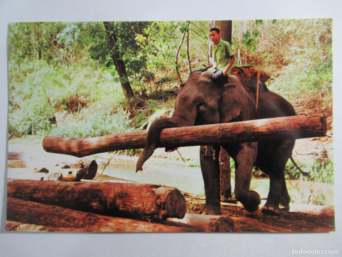 Postales: Thailand - Trined Elephant - Escrita - Foto 1