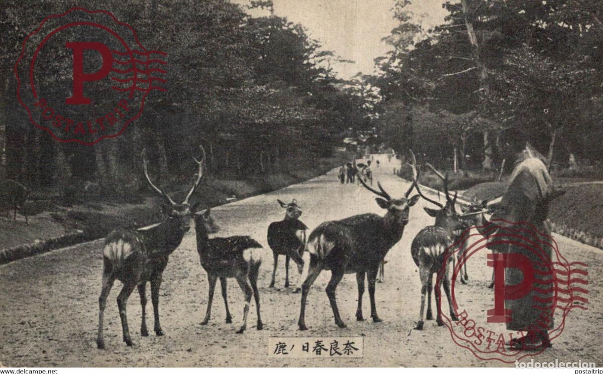 Postales: JAPON JAPAN. CIERVOS. DEER. - Foto 1