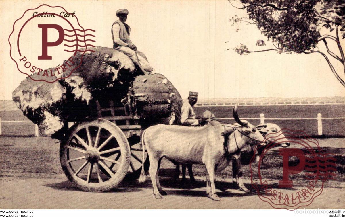 Postales: INDIA INDE. COTTON CART - Foto 1