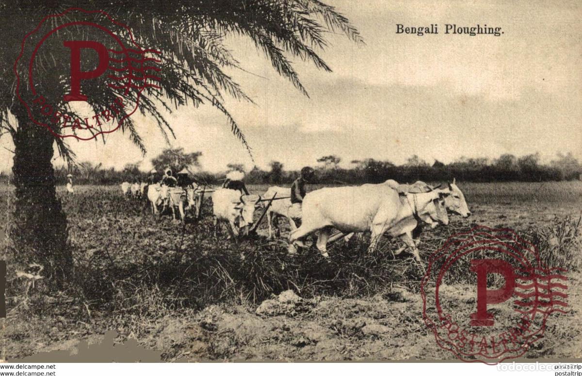 Postales: INDIA INDE. BENGALI PLOUGHING - Foto 1