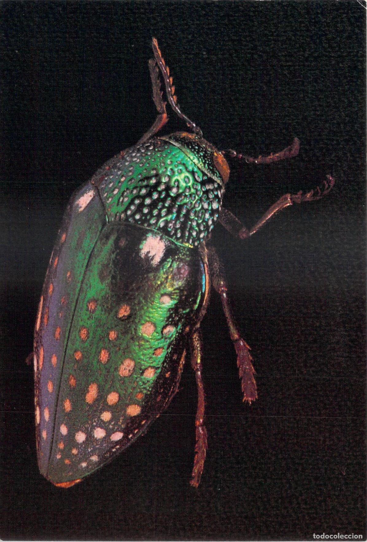 Postales: Postal de Escarabajo Tropical Sternocera sternicornis de la India