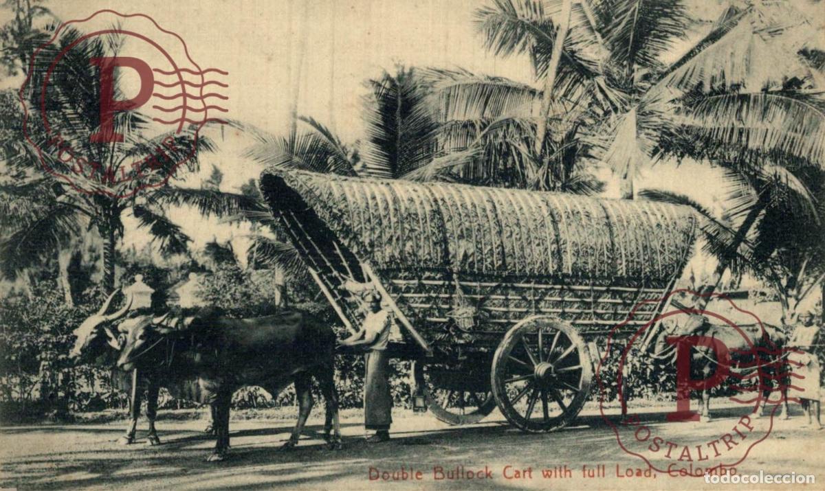 Cartoline: SRI LANKA CEYLON COLOMBO. Double Bullock Cart with full Load