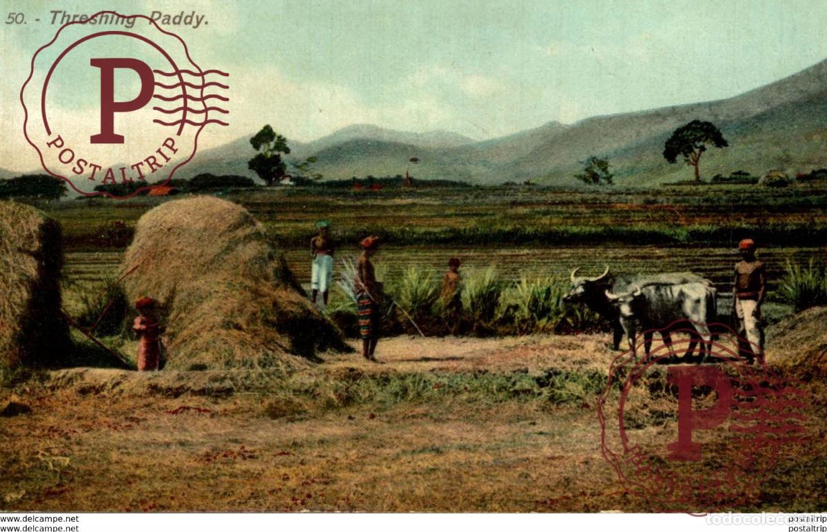 Postales: Threshing Paddy - Battage Paddy - Anim&eacute;e - APOTHECARIES Co Ltd - N&deg; 50 - Coloris&eacute;e SRI LANKA. CEYLO