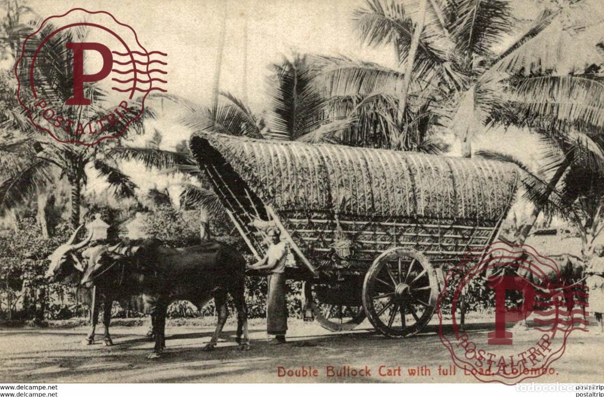 Cartoline: Colombo- Double Bullock Cart with full Load, Ochsengespann - attelage de buffle SRI LANKA . CEYLON