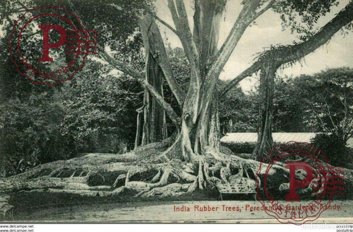 Cartoline: Kandy - India Rubber Trees - Peradeniya Gardens - PLATE & CoSRI LANKA . CEYLON CEYLAN