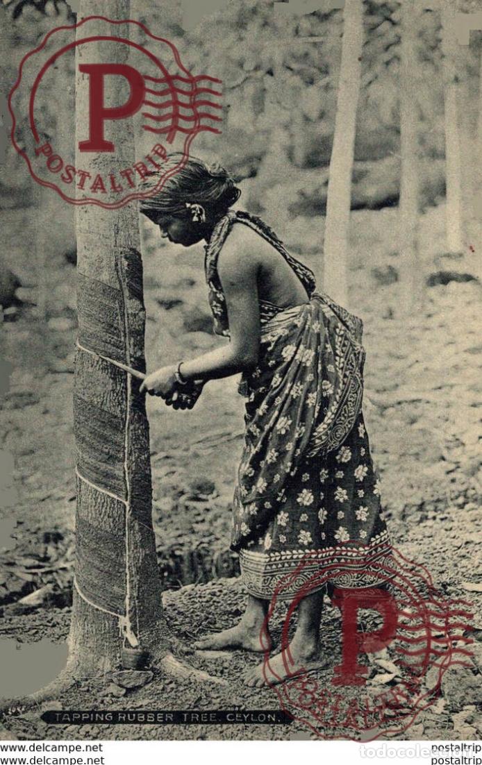 Cartoline: SRI LANKA CEYLON. TAPPING RUBBER TREE