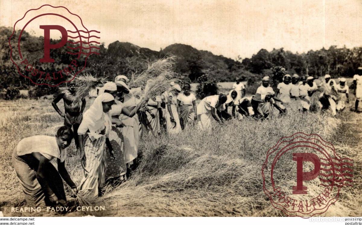 Cartes Postales: SRI LANKA CEYLON. REAPING PADDY. - REAL PHOTO