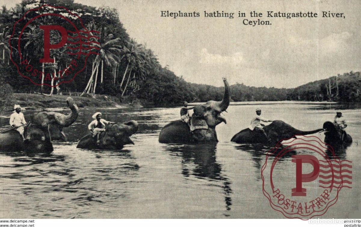 Cartes Postales: SRI LANKA CEYLON. ELEPHANTS BATHING IN THE KATUGASTOTTE RIVER CEYLON