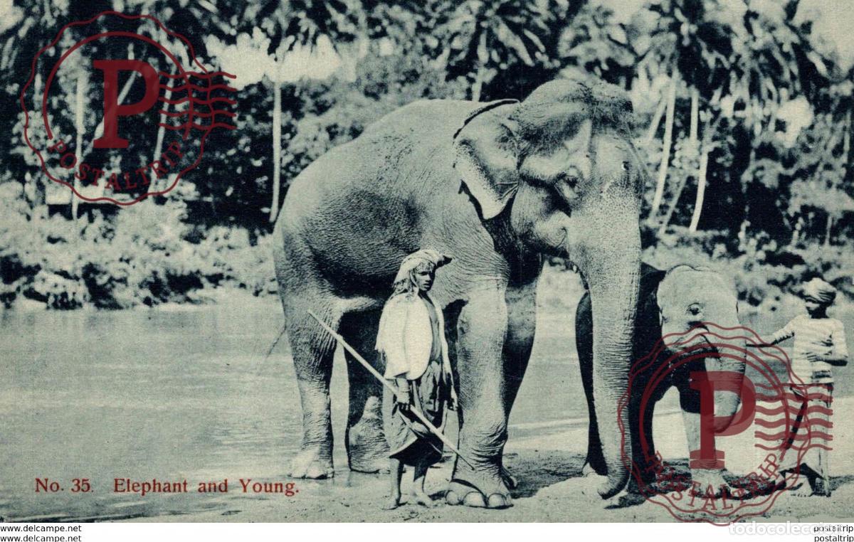 Postales: SRI LANKA CEYLON. ELEPHANT AND YOUNG