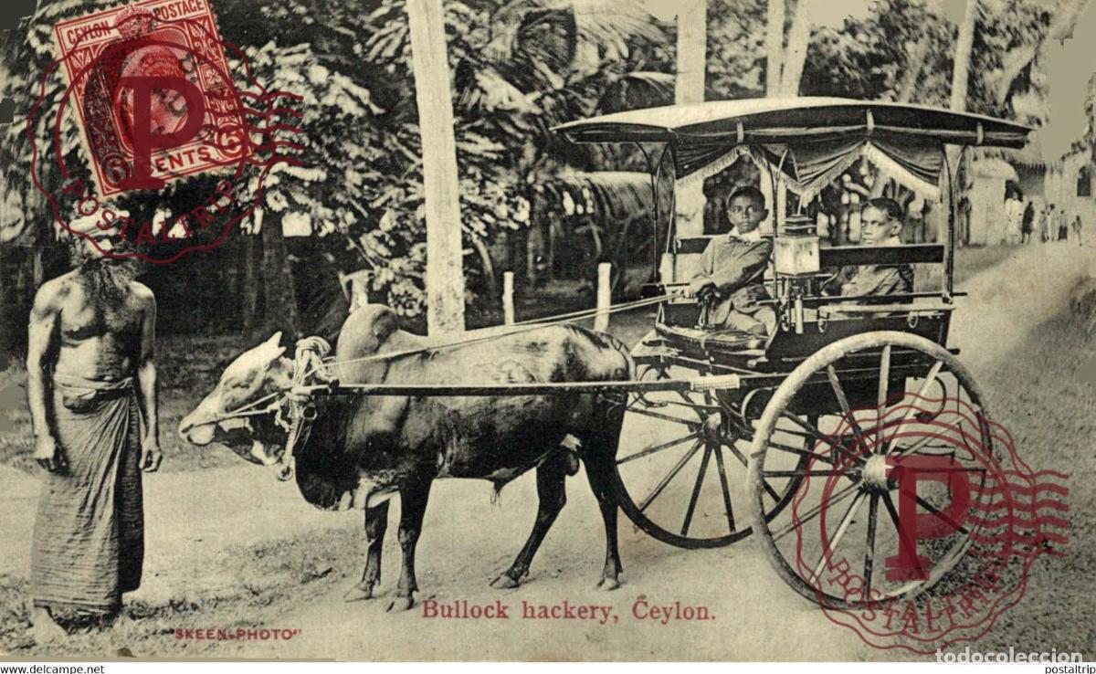 Postales: SRI LANKA. CEYLON. BULLOCK HACKERY.