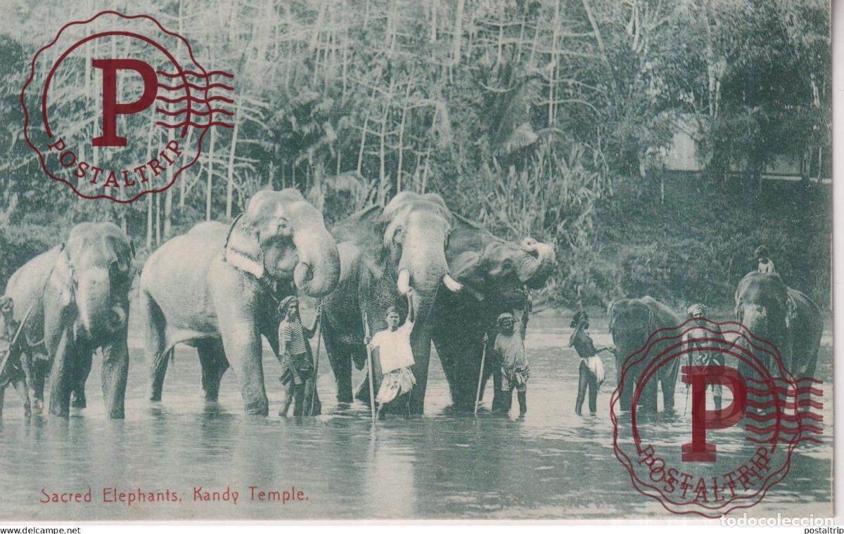 Postales: SRI LANKA. CEYLON. SACRED ELEPHANTS, KANDY TEMPLE