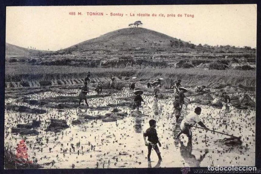 Postkarten: Vietnam. Tonkin *Sontay. La r&eacute;colte du riz, pr&egrave;s de Tong* Nueva