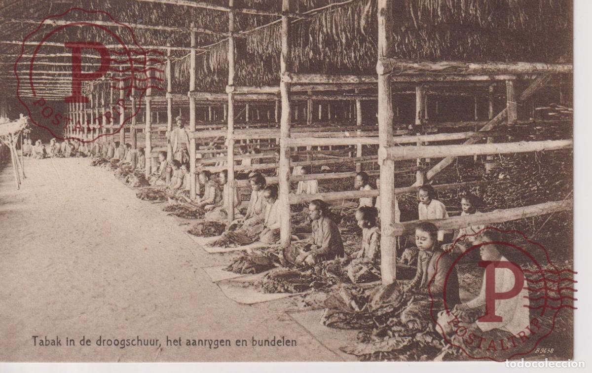 Postales: INDONESIA. Tabak in de droogschuur het aanryngen en bundelen.