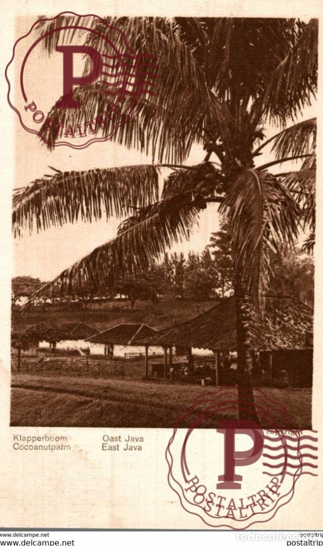 Postales: INDONESIA. KLAPPERBOOM OAST JAVA COCONUTPALM EAST JAVA