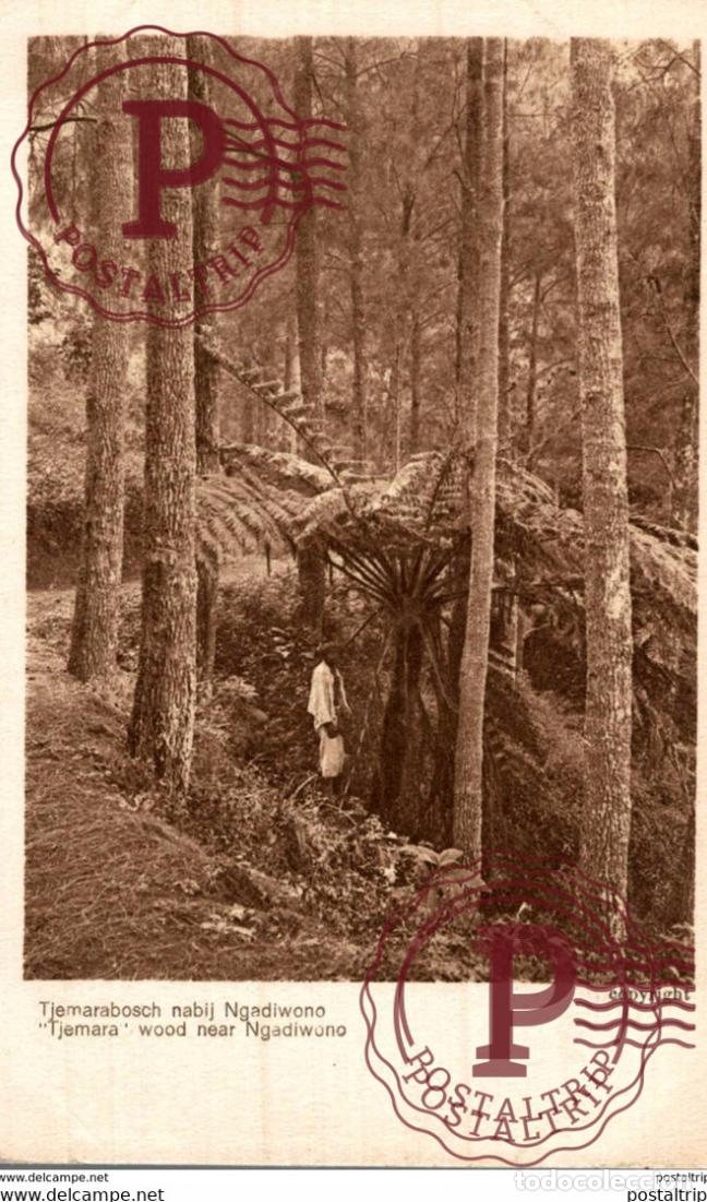 Postales: INDONESIE INDONESIA. TJEMARA WOOD NEAR NGADIWONO