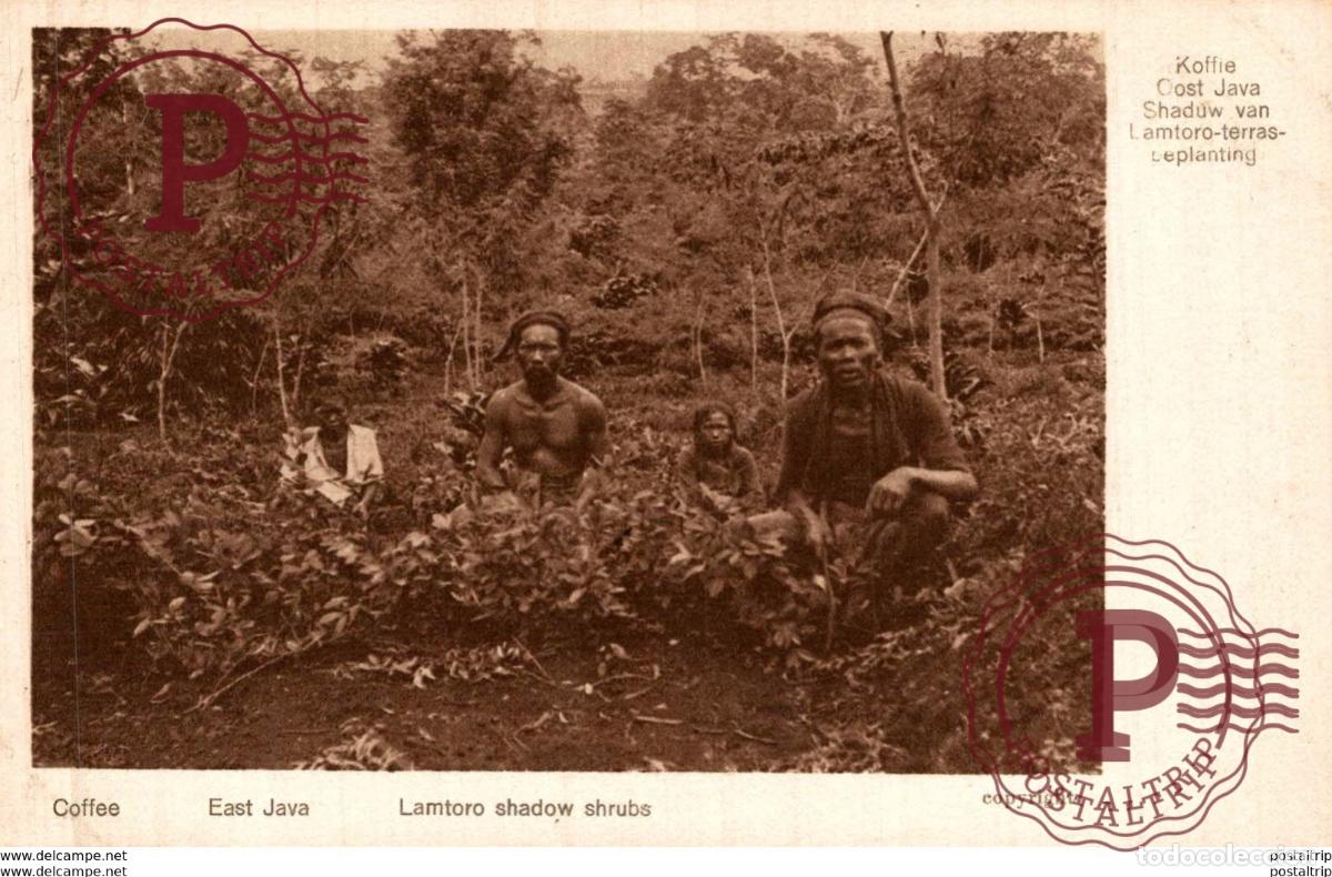 Postales: COFFEE EAST JAVA. LAMTORO SHADOW SHRUBS