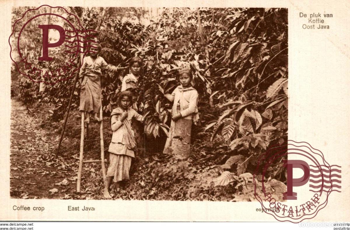 Postales: INDONESIE INDONESIA. COFFEE CROP EAST JAVA. DEPLUK VAN KOFFIE OOST JAVA