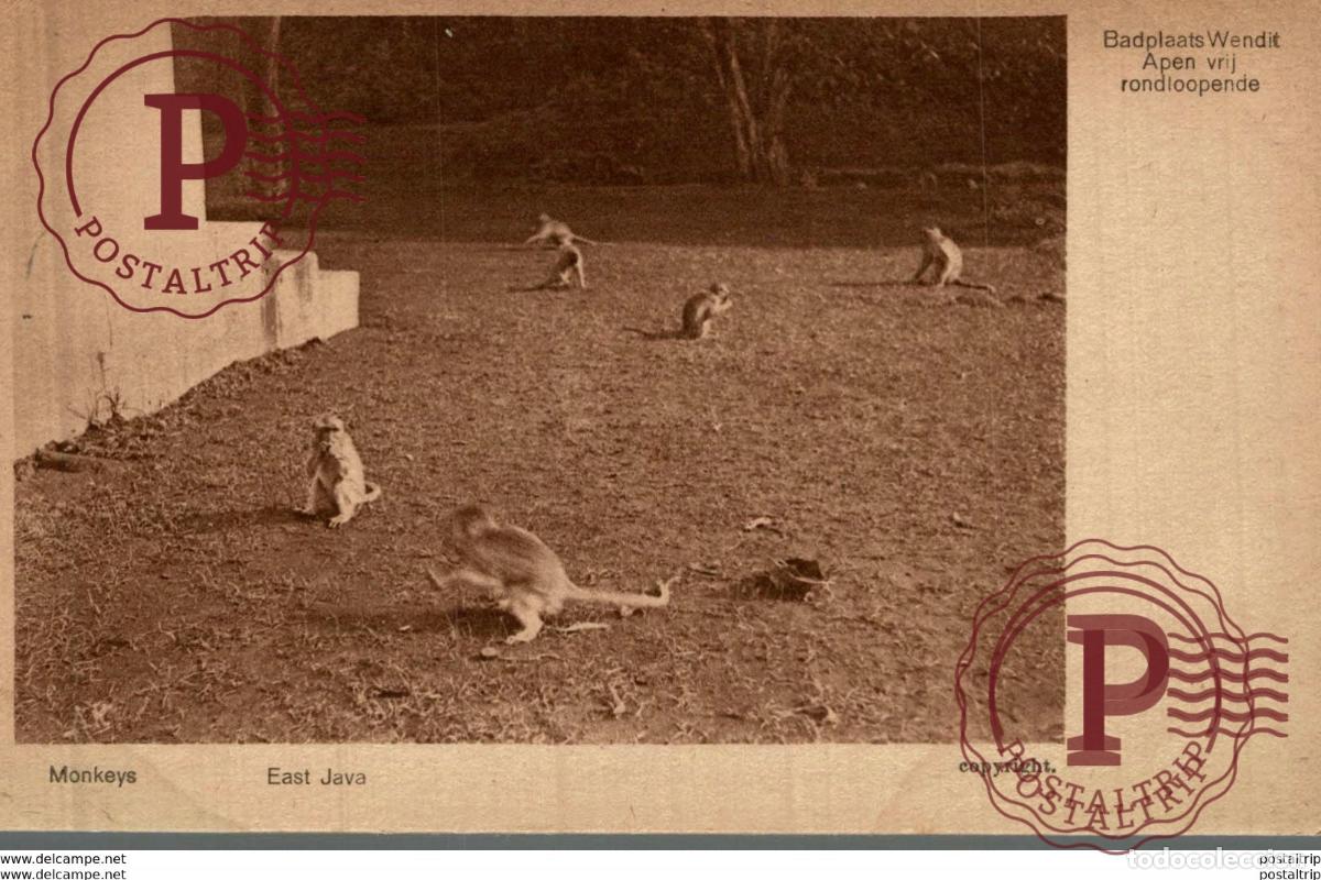 Postales: INDONESIE INDONESIA. MONKEYS EAST JAVA