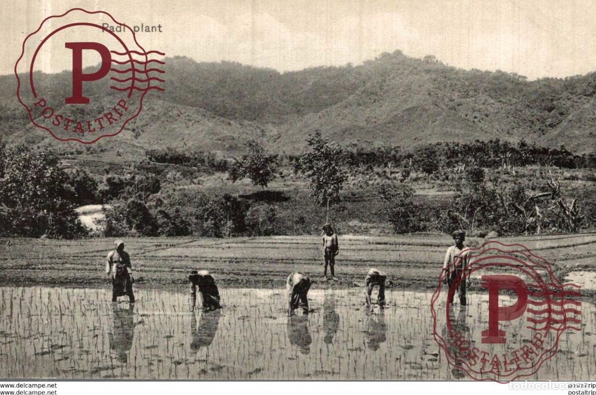 Postales: INDONESIE INDONESIA. PADI PLANT