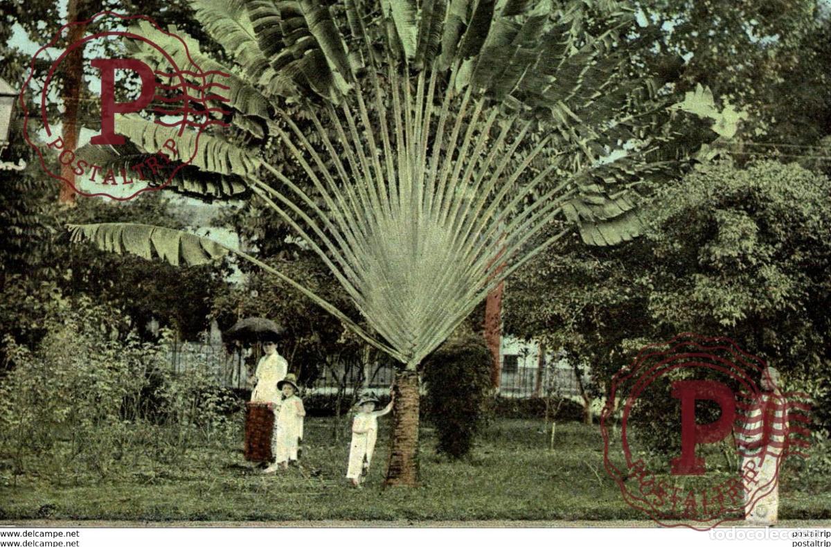 Postales: INDONESIA Prachtige Waaierpalm in den stadstuin te Soerabaia INDONESIE INDONESIA. SEE RICHT UNDERC